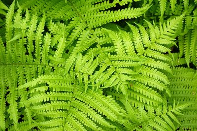 Full frame shot of green leaves