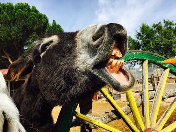 Close-up of donkey laughing by wooden wheel