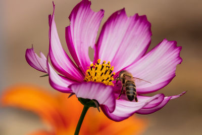 Close-up of insect on pink flower
