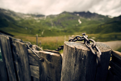 Close-up of lizard on wood against sky