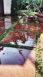 Reflection of trees in water