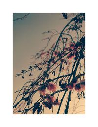 Close-up of plants against sky