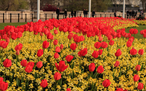 Red tulips in field