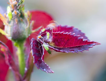 Close-up of red flower on leaves