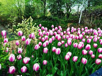 Pink flowers blooming in field