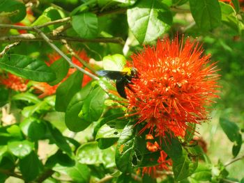 Close-up of red flower