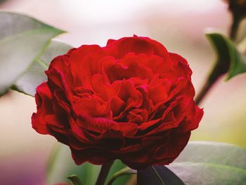 Close-up of red rose