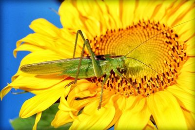 Close-up of insect on yellow flower