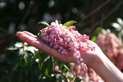 Close-up of hand holding pink flowering plant