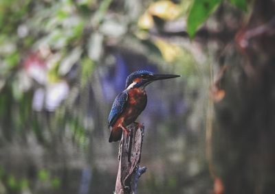 Bird perching on a tree