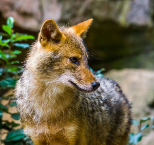 Close-up of an animal looking away