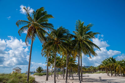 Palm trees on beach against blue sky