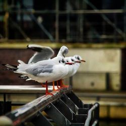 Birds perching on railing