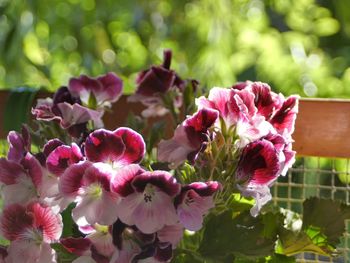 Beautiful pink flowers blooming in sunlight