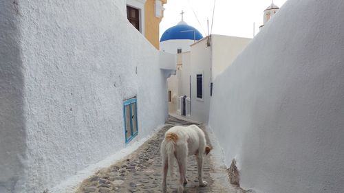 Dog in front of built structure