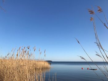 Scenic view of lake against clear blue sky