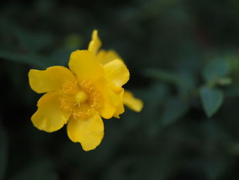 Close-up of yellow flower blooming outdoors