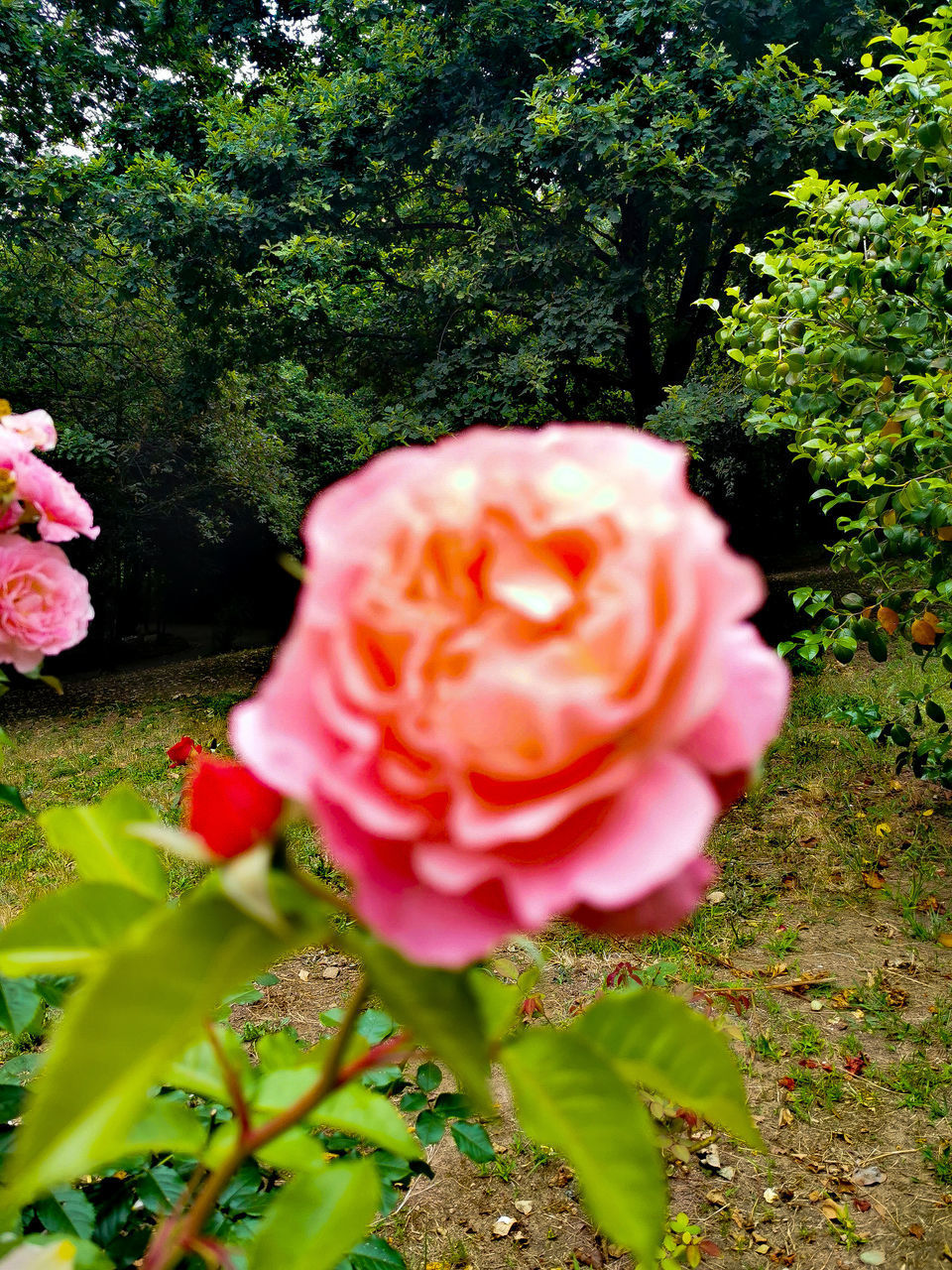 CLOSE-UP OF PINK ROSE IN SUNLIGHT