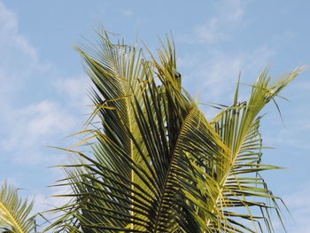 Low angle view of palm tree against sky