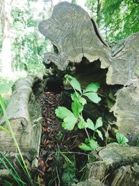 Close-up of leaf on tree trunk