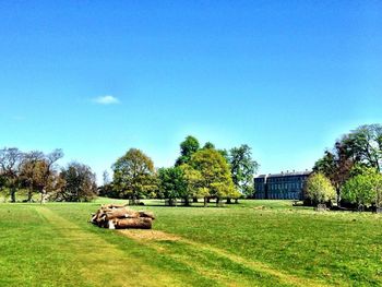 Trees on grassy field against clear blue sky