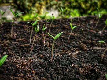 Close-up of small plant growing on field