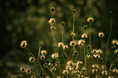 Close-up of flowering plants on field