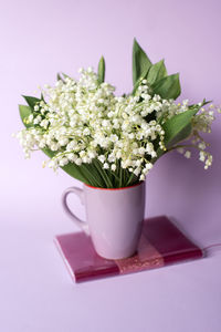 Close-up of potted plant against white background