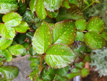 Close-up of wet plant leaves
