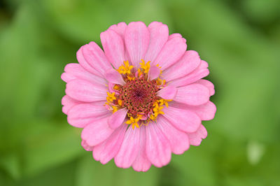 Close-up of pink flower