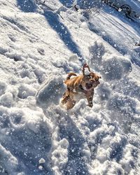 High angle view of dog on snow