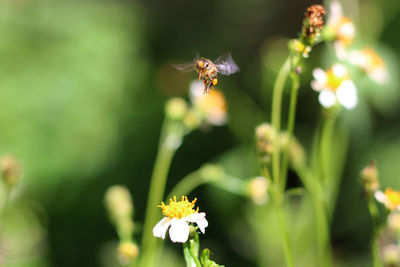 Close-up of bee pollinating flower