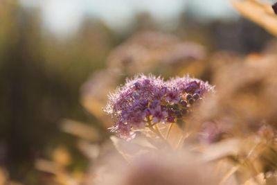 Close-up of purple flowering plant on field