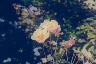 Close-up of flowers blooming outdoors