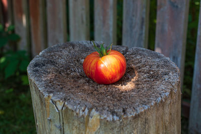 Freshly harvested tomato on stump