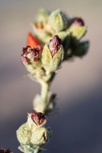 Close-up of flower bud