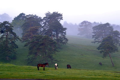 Horses on grassland