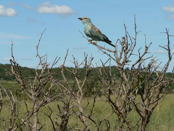 Bird perching on bare tree against sky