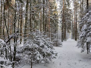 Snow covered trees in forest