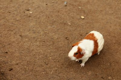 High angle view of white animal