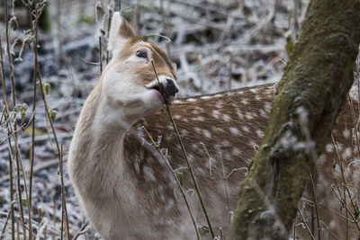 Close-up of deer