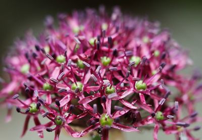 Close-up of pink flowering plant