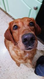 Close-up portrait of a dog