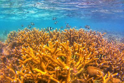 View of fish swimming in sea