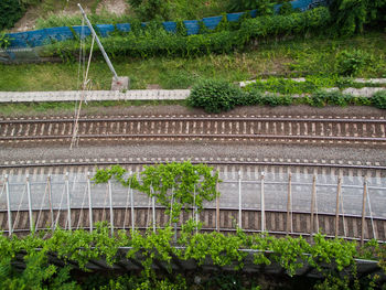 Plants growing in greenhouse