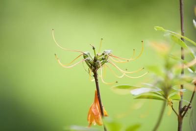 Close-up of grasshopper on plant