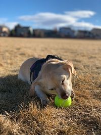 View of a dog relaxing on field