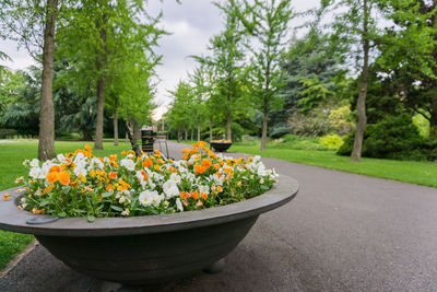 Plants and trees in garden