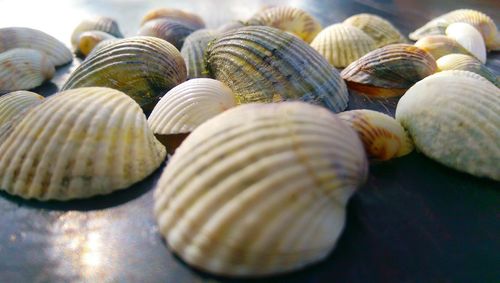 Close-up of seashells