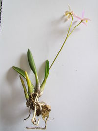 Close-up of flower plant